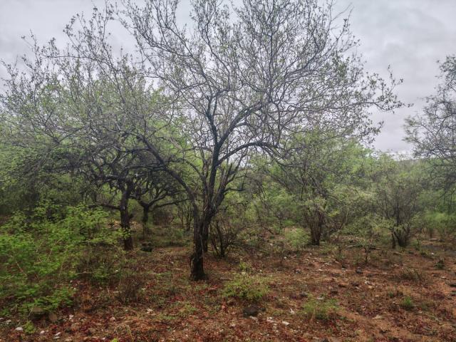 Farm in Phalaborwa For Sale