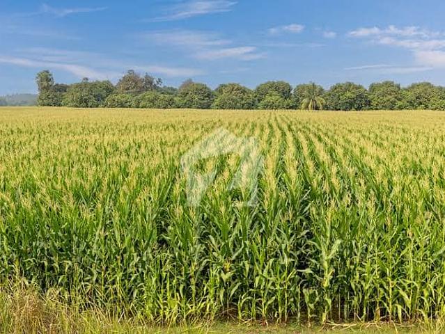 Farm Land 2 Lakh Per Kanal