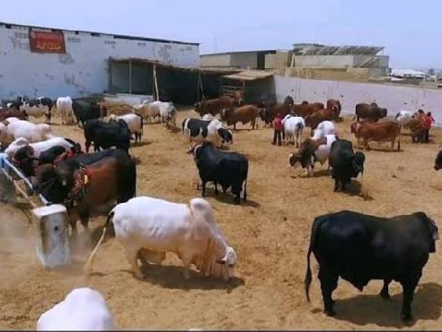 Farm land available on installment in Pakistan | Clasf real estate