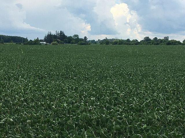 Farm Land For Rent In Lindsay