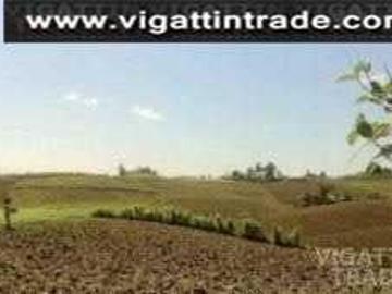 Farm lot for sale in Sogod Cebu