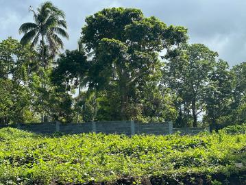 Farm Lot for Sale located at Alfonso Cavite near Skyranch [Lot ] June 2024 in Alfonso, Cavite for sale