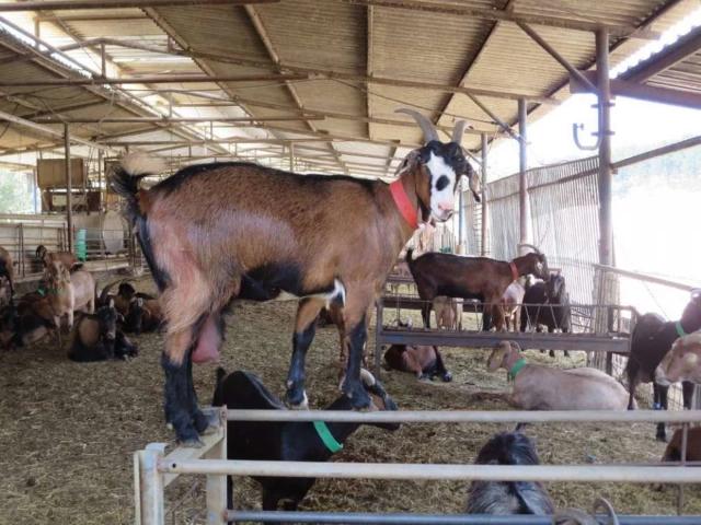 Farmhouse, Dairy Farm & Cattle Farm Plots Karachi Garden City ID 54155
