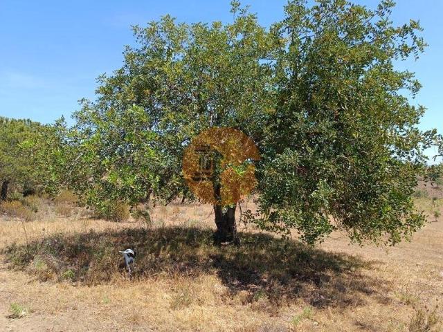 Faro Faro 101398163
