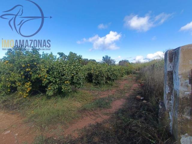 Faro Silves 8300 100172254