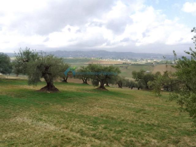 Fazenda Alhaurín El Grande Alhaurín El Grande 87773457