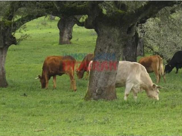 Fazenda Alía Alía 104046608