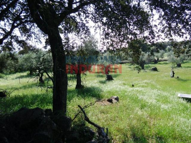Fazenda Belvís De Monroy Belvís De Monroy 103204869