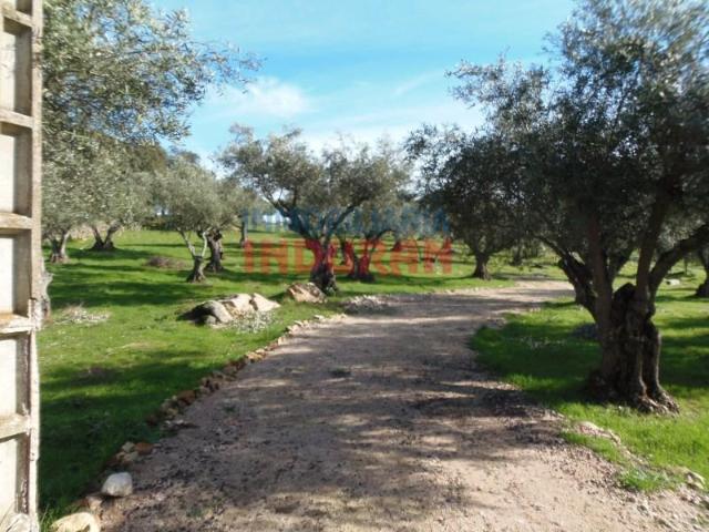 Fazenda Belvís De Monroy Belvís De Monroy 103204888