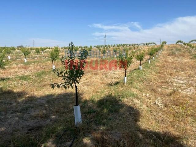 Fazenda Belvís De Monroy Belvís De Monroy 103332937