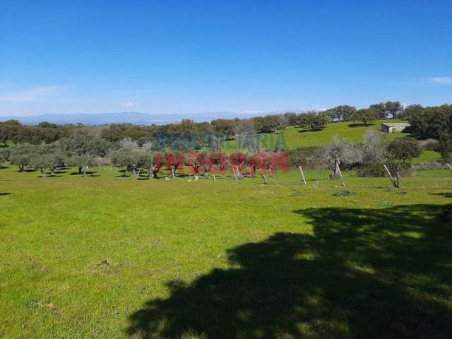 Fazenda Belvís De Monroy Belvís De Monroy 104046667