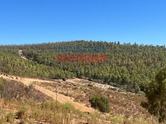 Fazenda Don Benito Don Benito 95020740