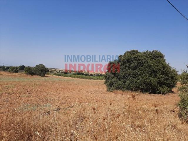 Fazenda Peraleda De La Mata Peraleda De La Mata LS101411024