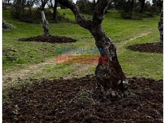 Fazenda Valdehúncar Valdehúncar LS98403654