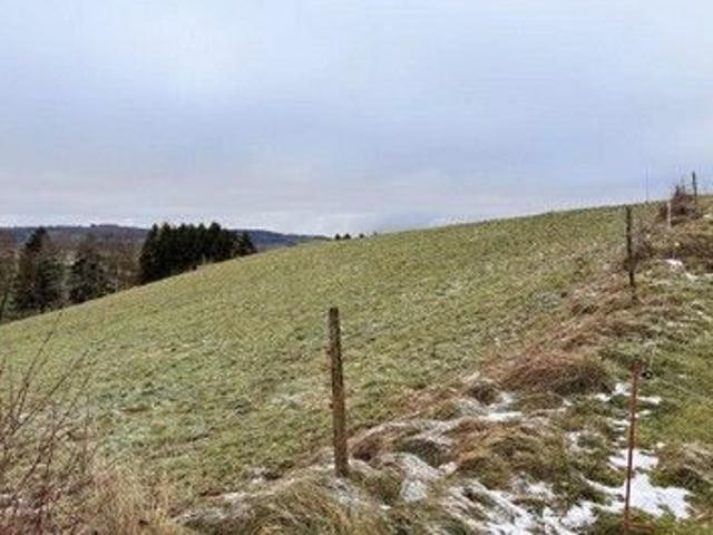 Feld, Wiese, Weide