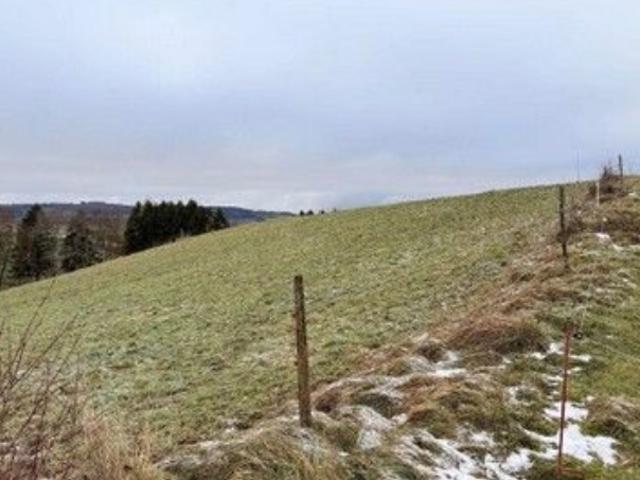 Feld, Wiese, Weide