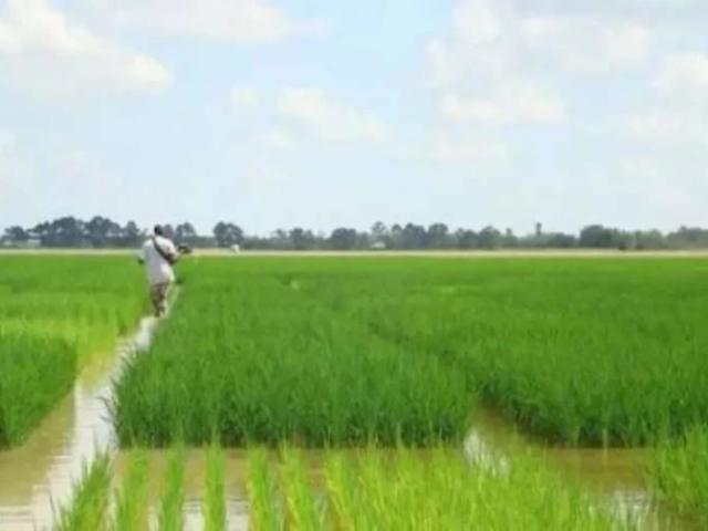 Fertile Agriculture Land for Sale Faisalabad ID 61790