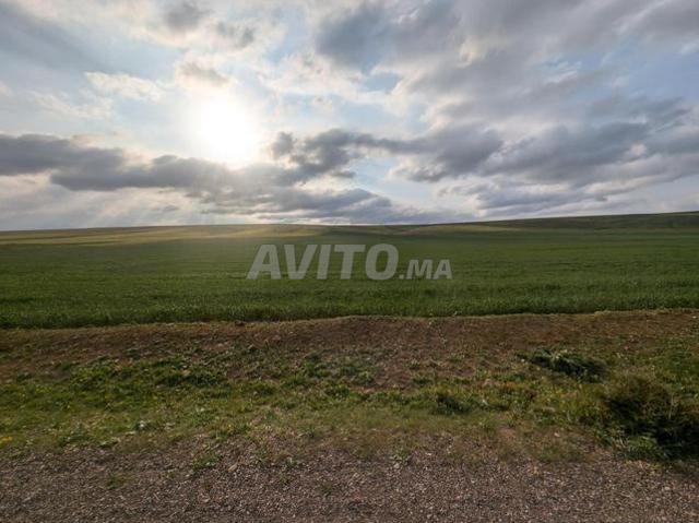 Ferme 4 ha avec goutte à goutte – Settat