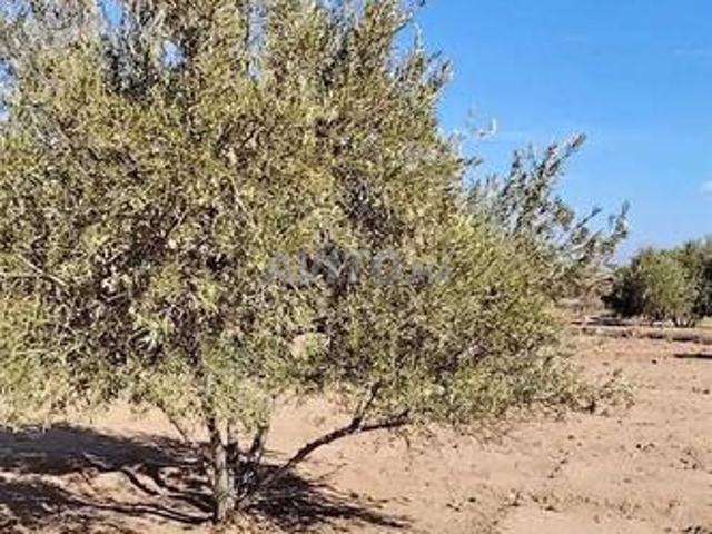 Ferme 5 hectares à vendre à Lamzoudia
