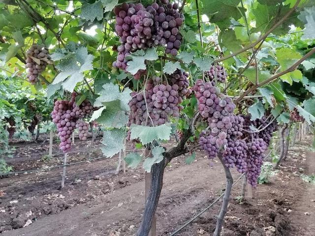 Ferme 6 hectares avec villa près de Meknès