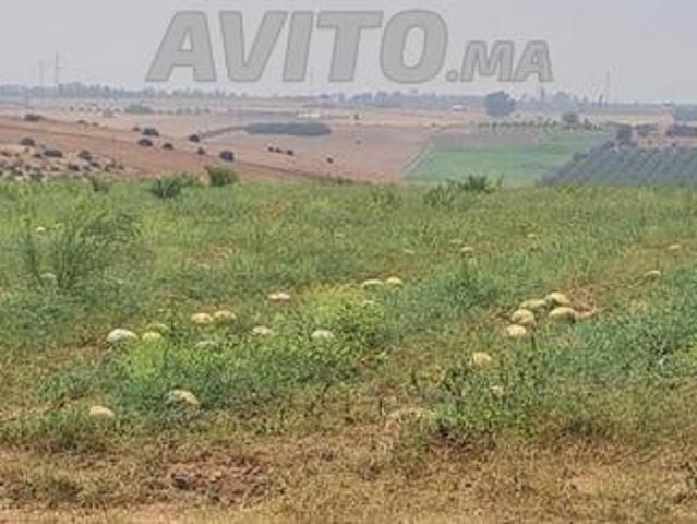 Ferme 19 hectars a vendre a sidi allal bahraoui