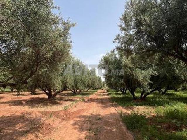 Ferme 1,2 hct à vendre Sidi Abdela ghyat Marrakech