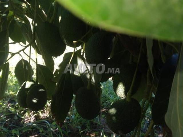 Ferme 2 hectares avocat
