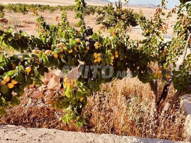 Ferme 2.5ha puits solaire à Oujda Beni Oukil