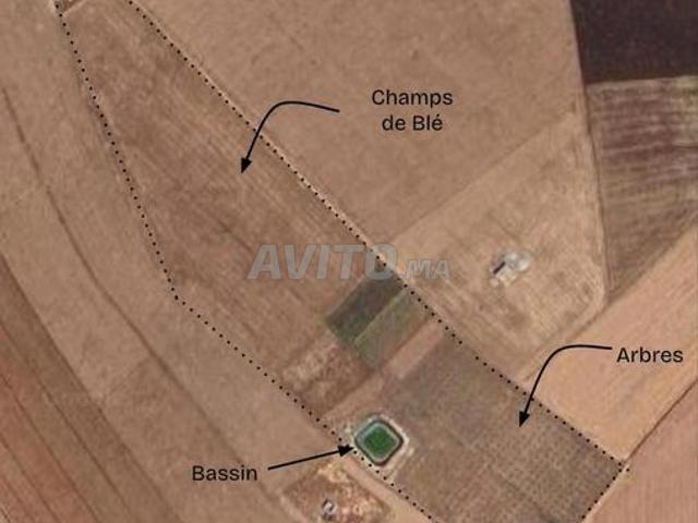 Ferme 3 ha, 700 arbres, équipée, à Benslimane