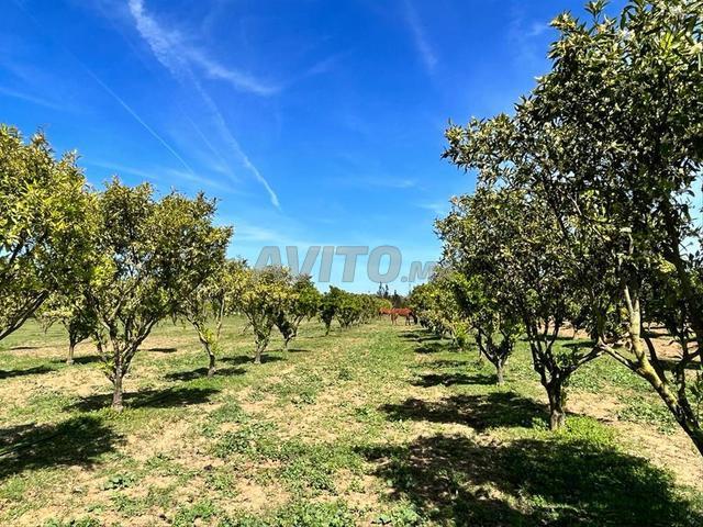 Ferme titre 9000m2 Jnane Maamoura Kamouni