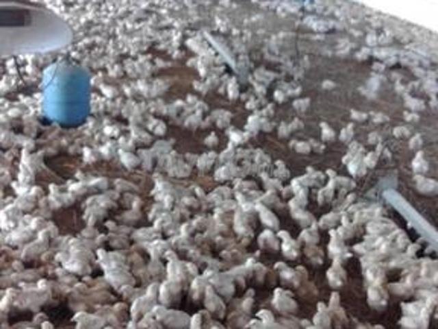 Ferme titré agrément poulet de chair volaille