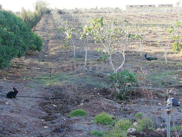 Ferme à vendre avec piscine
