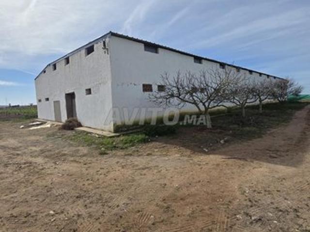 Ferme titrée à 17km d'El Jadida Route de Marrakech