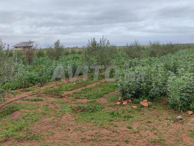 Ferme titrée 2 hectares aux environs de Kelaat Sraghna