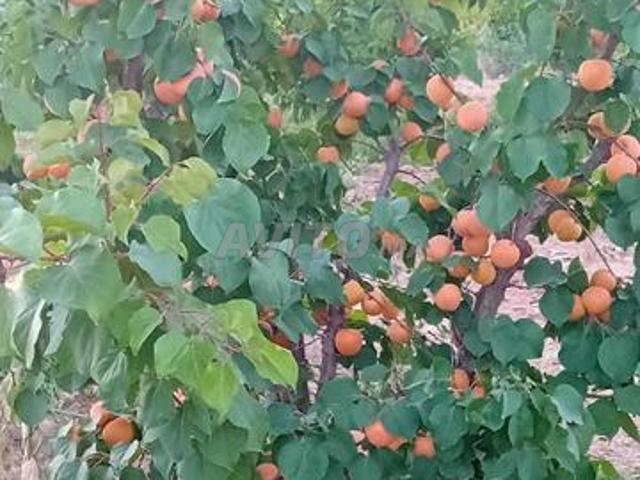 Ferme titrée à 15 mn oujda