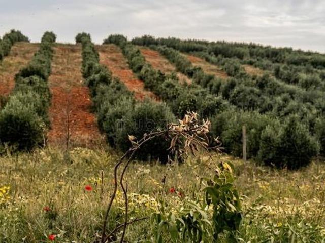Ferme variée titrée à vendre région Rabat Salé