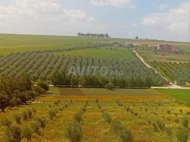 Ferme à vendre 15,650 m² à Mrizig, environs de Threâ Loulad