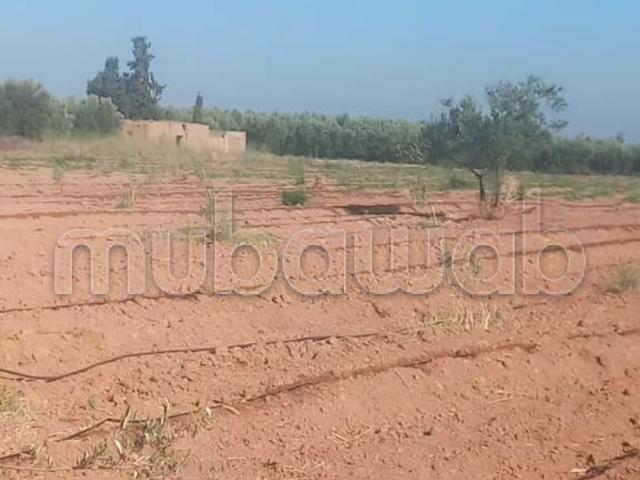 Ferme agricole a vendre 5 hectares tameslohte