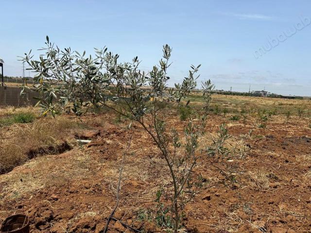 Ferme Agricole de 1 350 m² à Skhirat