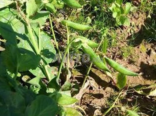 Ferme agricole équipée 6,15 ha, 4min de tiflet