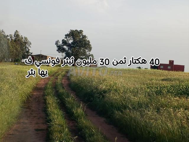 Ferme avec terrain agricole Tétouan Founsi 40 hectares