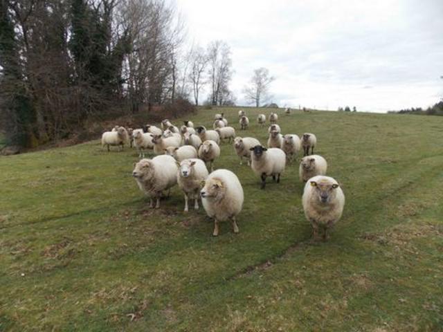 Ferme avec 27 hectares de terres certifiées bio, m