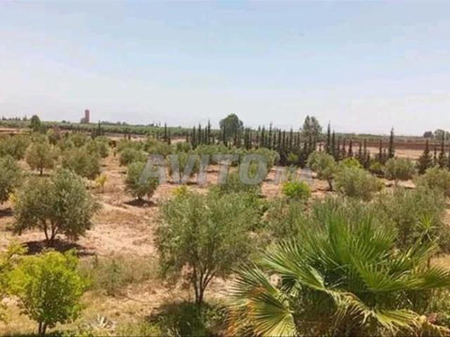 Ferme avendre a sidi ghiat