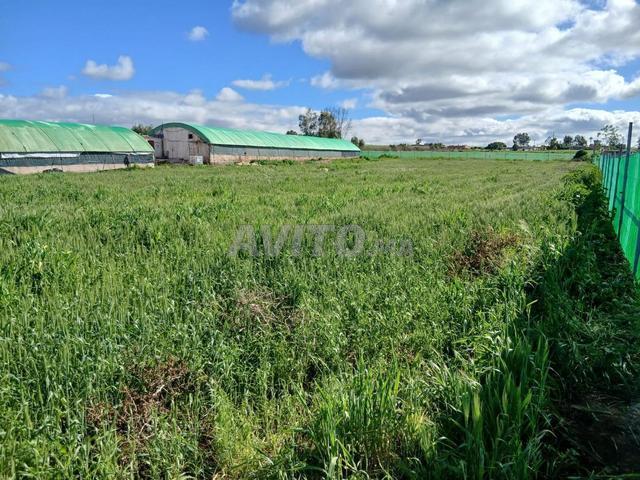 Ferme avicole active à vendre – Tnine Chtouka