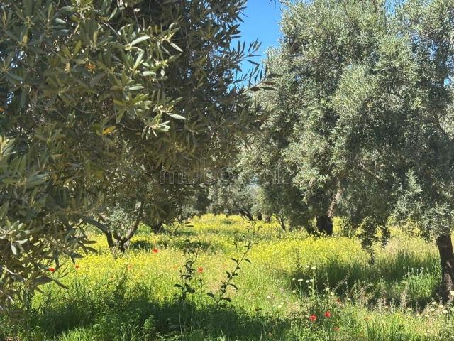 Ferme d’exception route de fez
