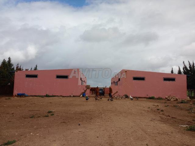 Ferme de 9.5 hectares sur la route à Ouled Said