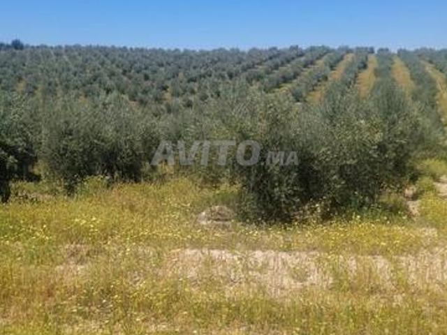 Ferme de 200ha
