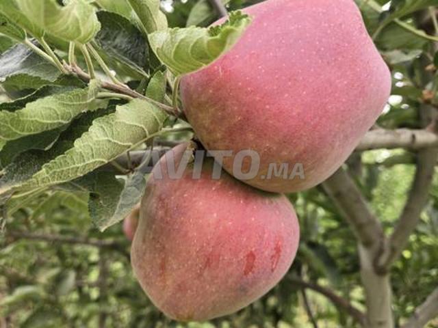 Ferme de pommes