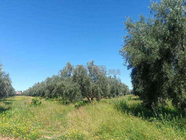 Ferme d'olive équipée