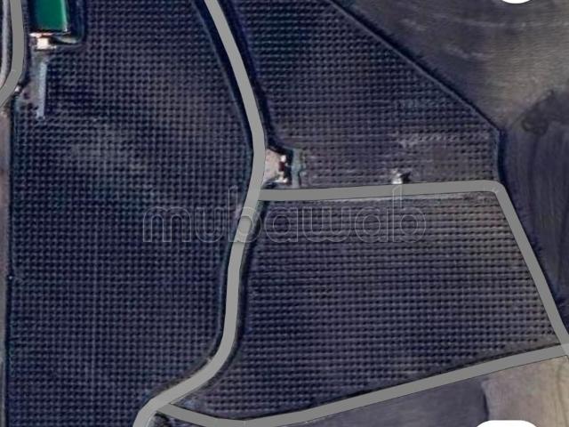 Ferme d'oliviers sur route à 5mn de Fès